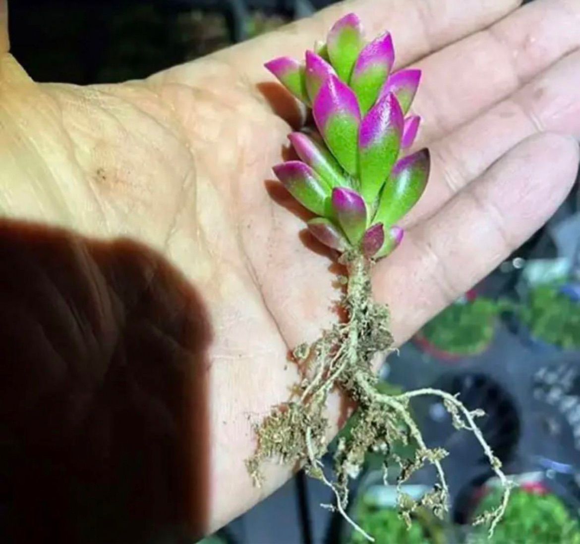 ✳️特大桜吹雪❗️寄植えのワンポイントに^ ^✳️ - メルカリ