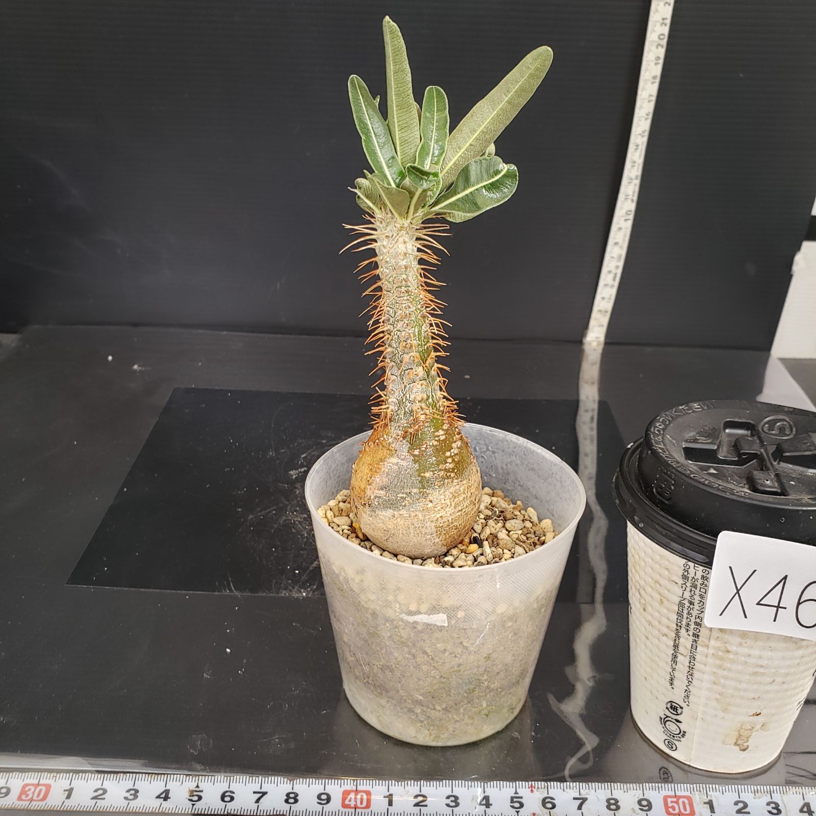 パキポディウム グラキリス 4.5号鉢入り(信楽焼) 現地球 塊根植物