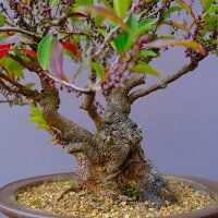 ハマヒサカキ 中品盆栽／樹齢50年直送kaz