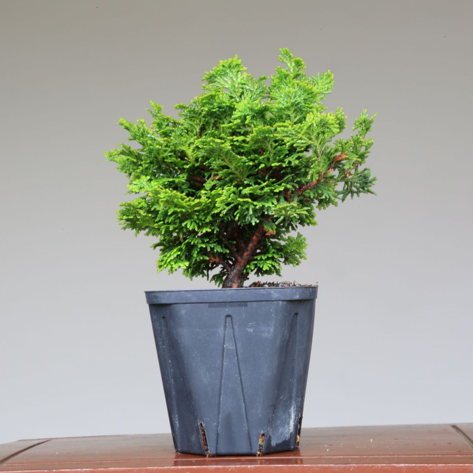 対応商品 小品盆栽 鉢付き 素材 津山檜 植物/観葉植物 インテリア ...