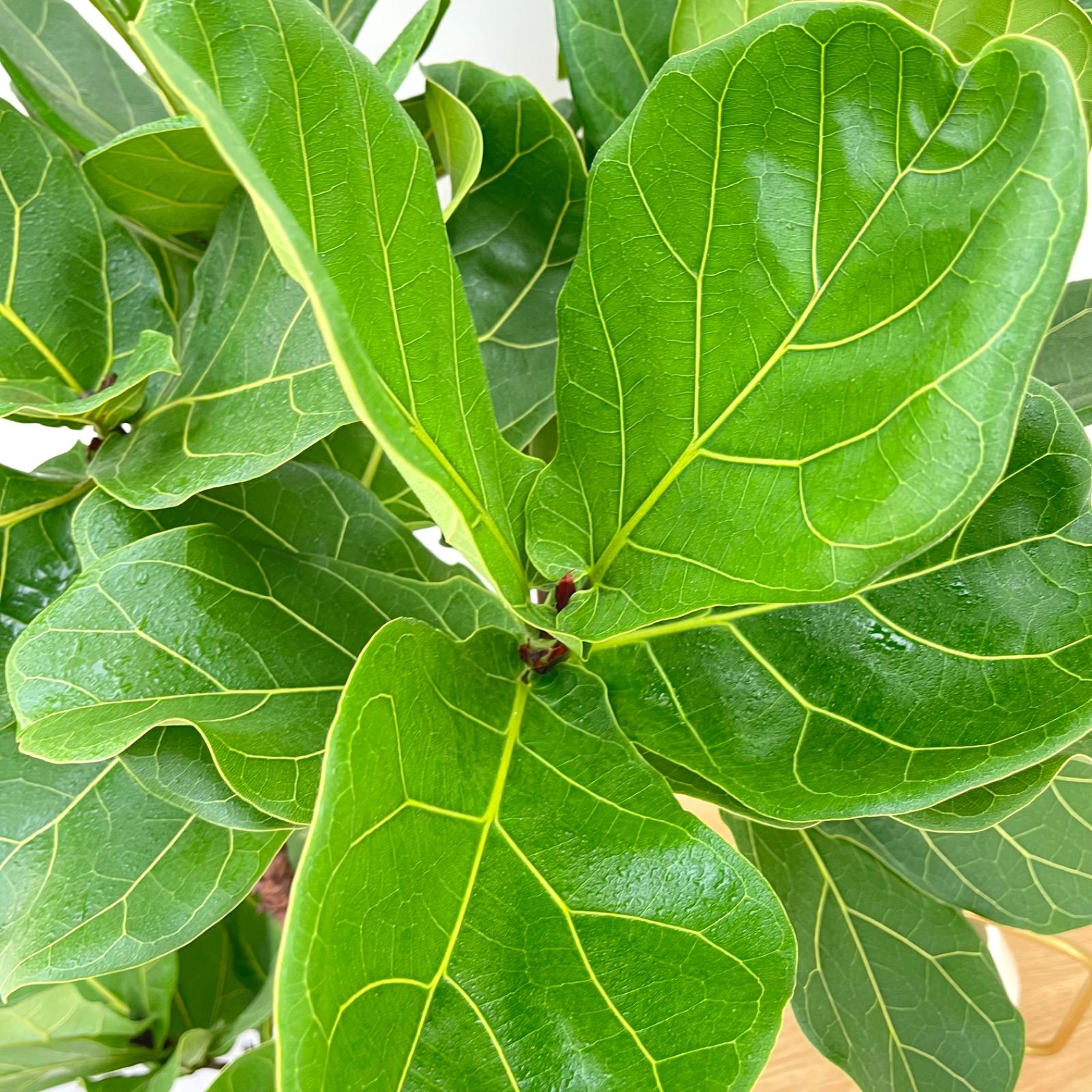 現品］※売約済※ 法人価格 6番 カシワバゴムの木 フィカス リラータ