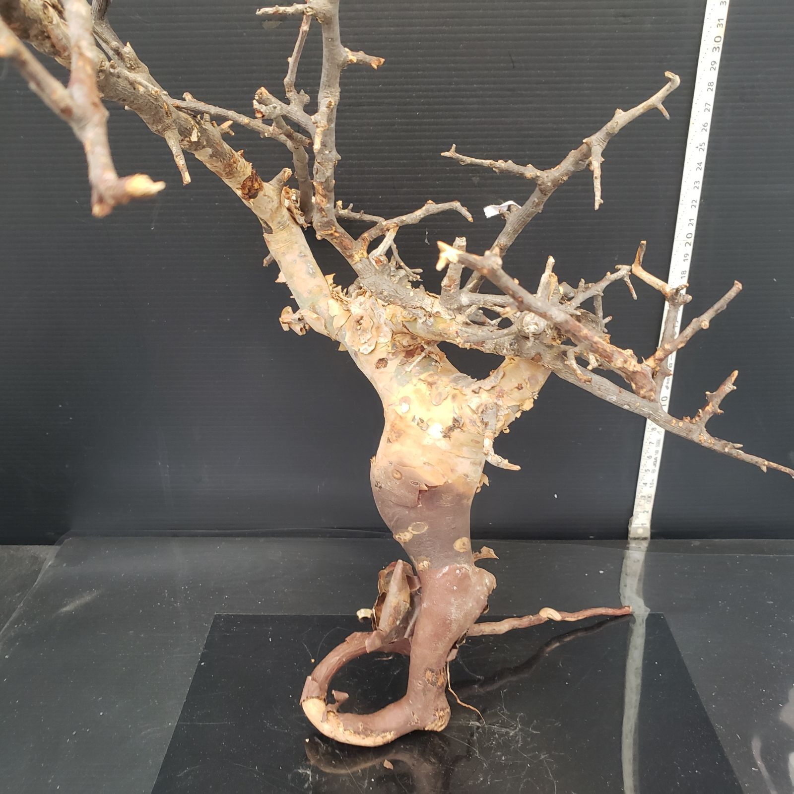 Z436 最新到着 Commiphora カタフピュア 現地球 抜き苗 灌木系 塊根植物 コミュフォラ カタフピュア