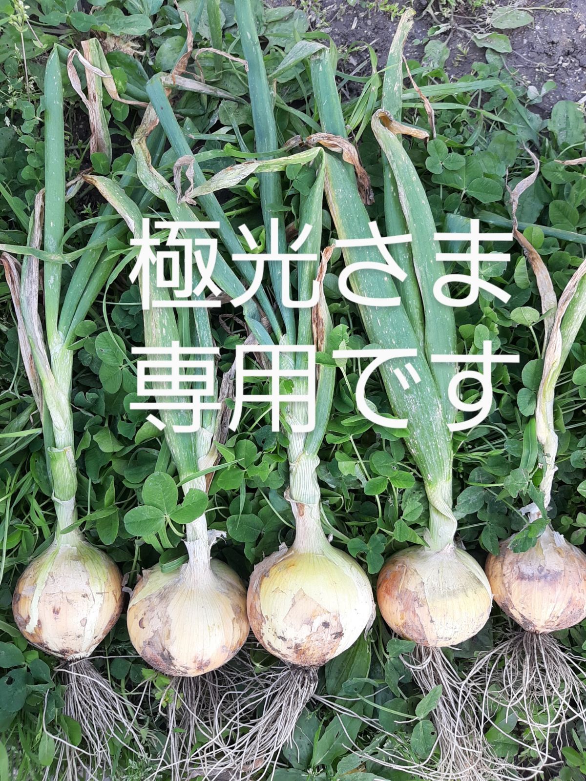 極光さま専用☆期間中農薬不使用☆お野菜✧︎玉手箱✧︎ - メルカリShops