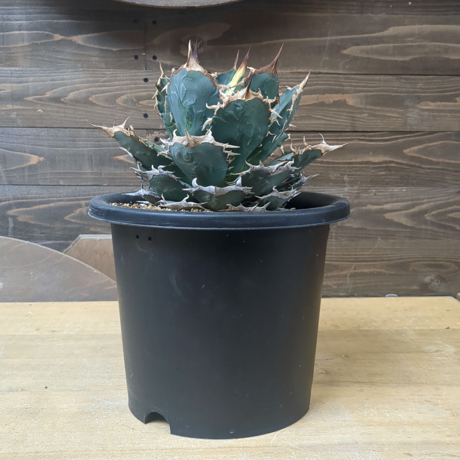 アガベ チタノタ ヨーロッパ選抜株 アガベ チタノタ ヨーロッパ選抜株