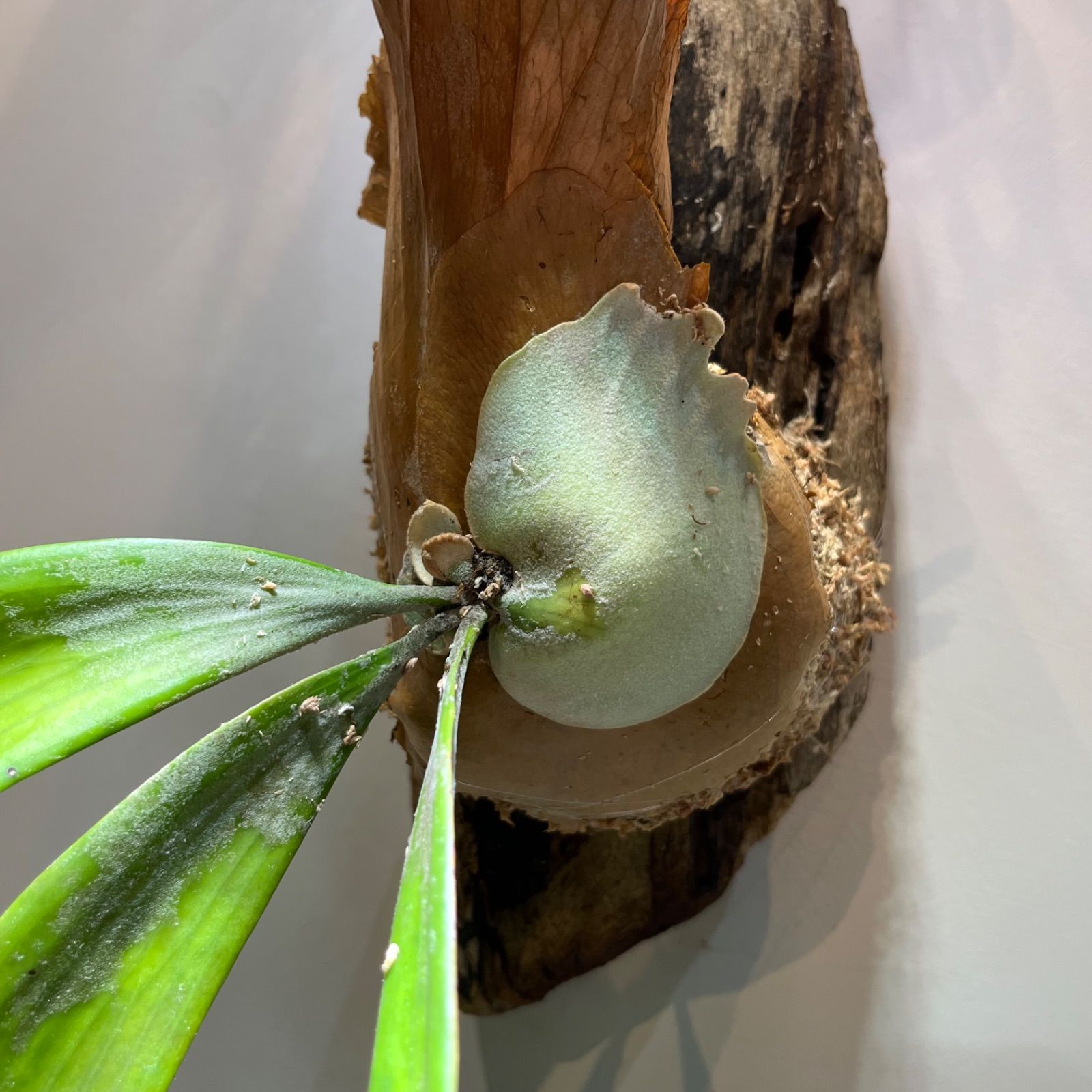 ビカクシダウィーリンキバリ