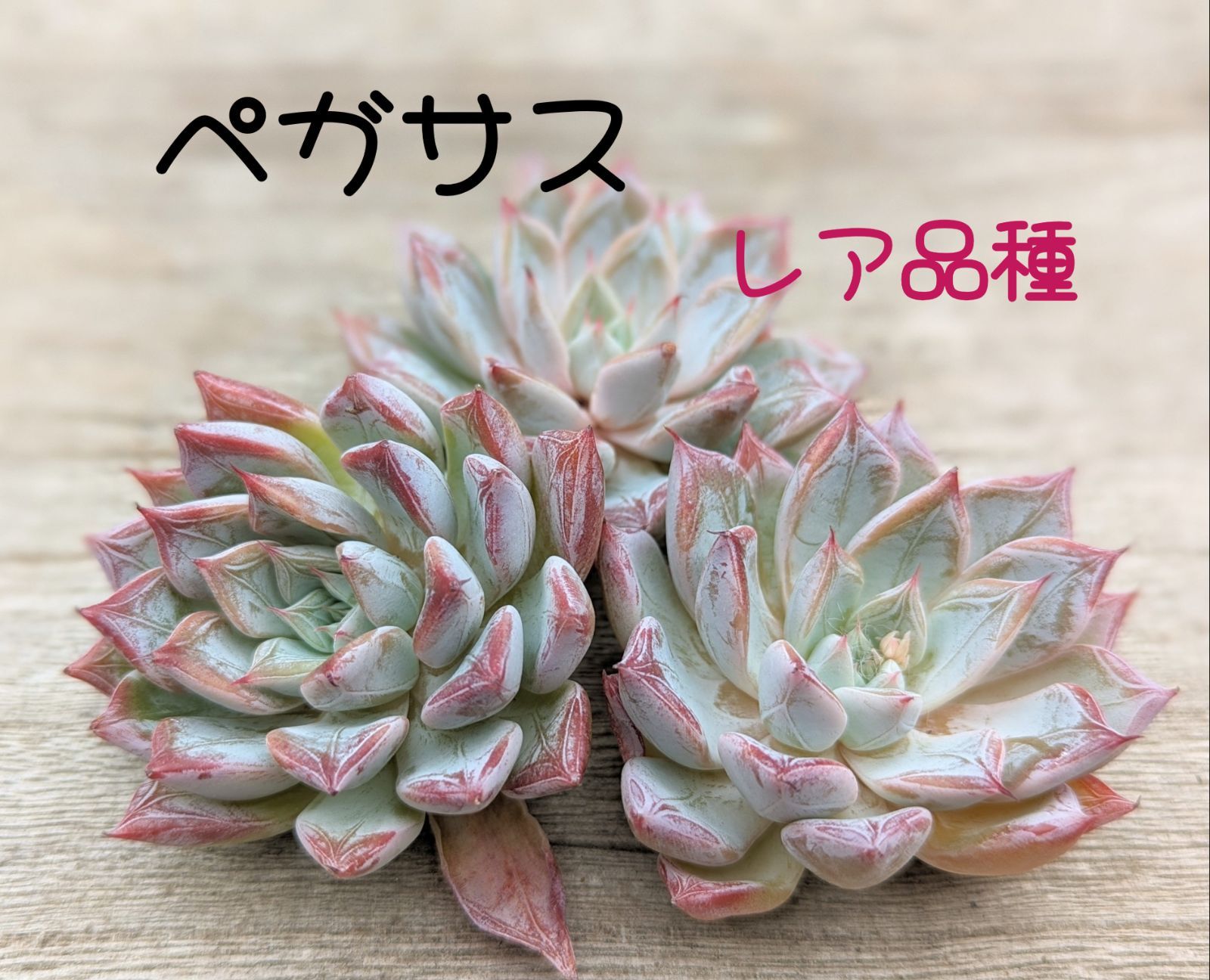 ペガサス 多肉植物 韓国苗 A134 - メルカリ