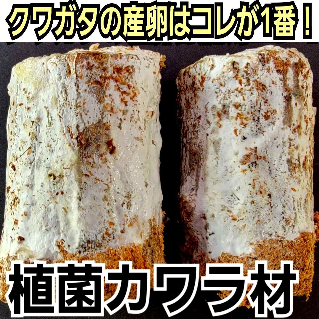 これが1番よく産みます！ クワガタの産卵木 植菌カワラ材 カビない