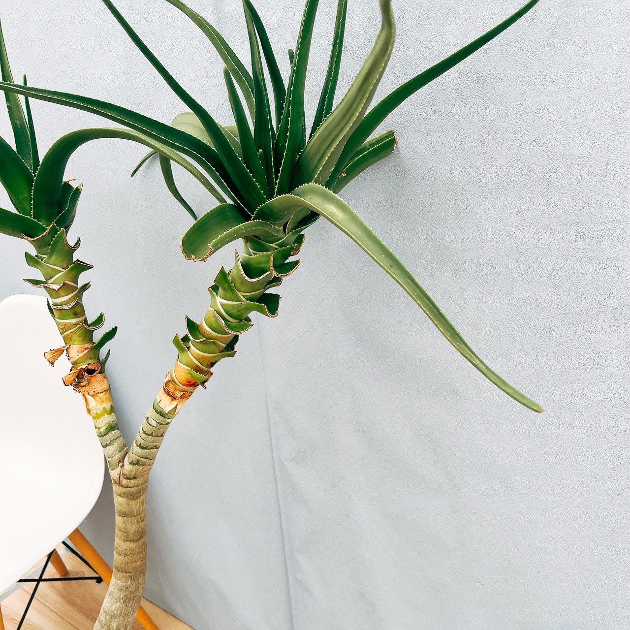 アロエ メデューサ 現品］【希少】94番 アロエ メデューサ 8号 観葉