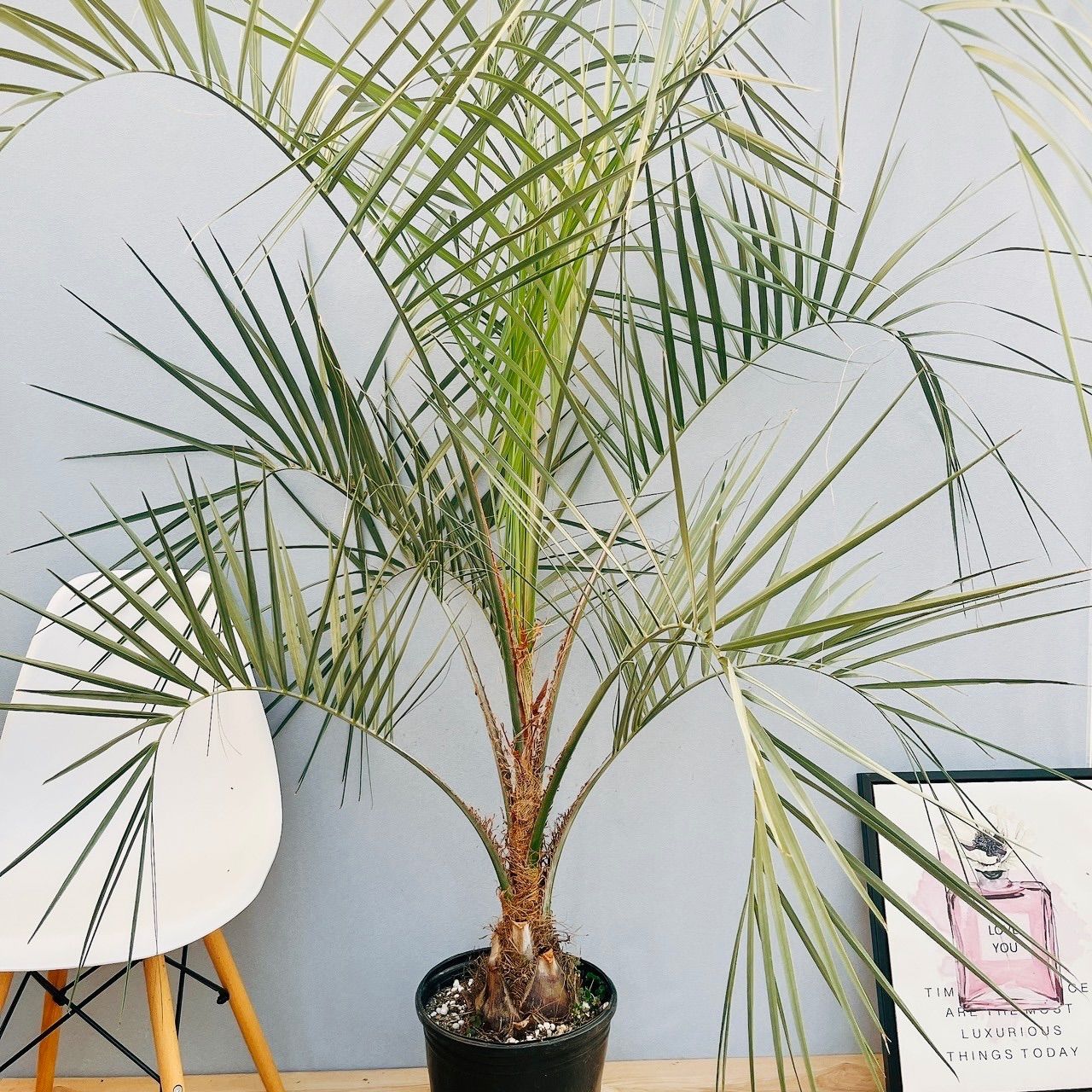 ココスヤシ（巨大サイズ株）インテリア用