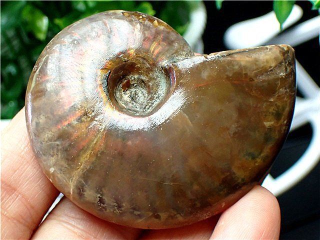 ★貴重－アンモナイト縫合線オパール化石鉱物標本B85U3/338U26B ☆貴重－アンモナイト縫合線オパール化石鉱物標本B85U3/338U26B