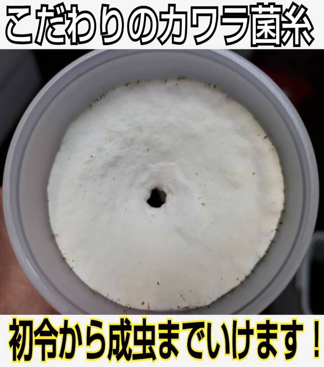 特大サイズ！極上☆カワラタケ菌糸瓶【2本】特殊アミノ酸強化配合