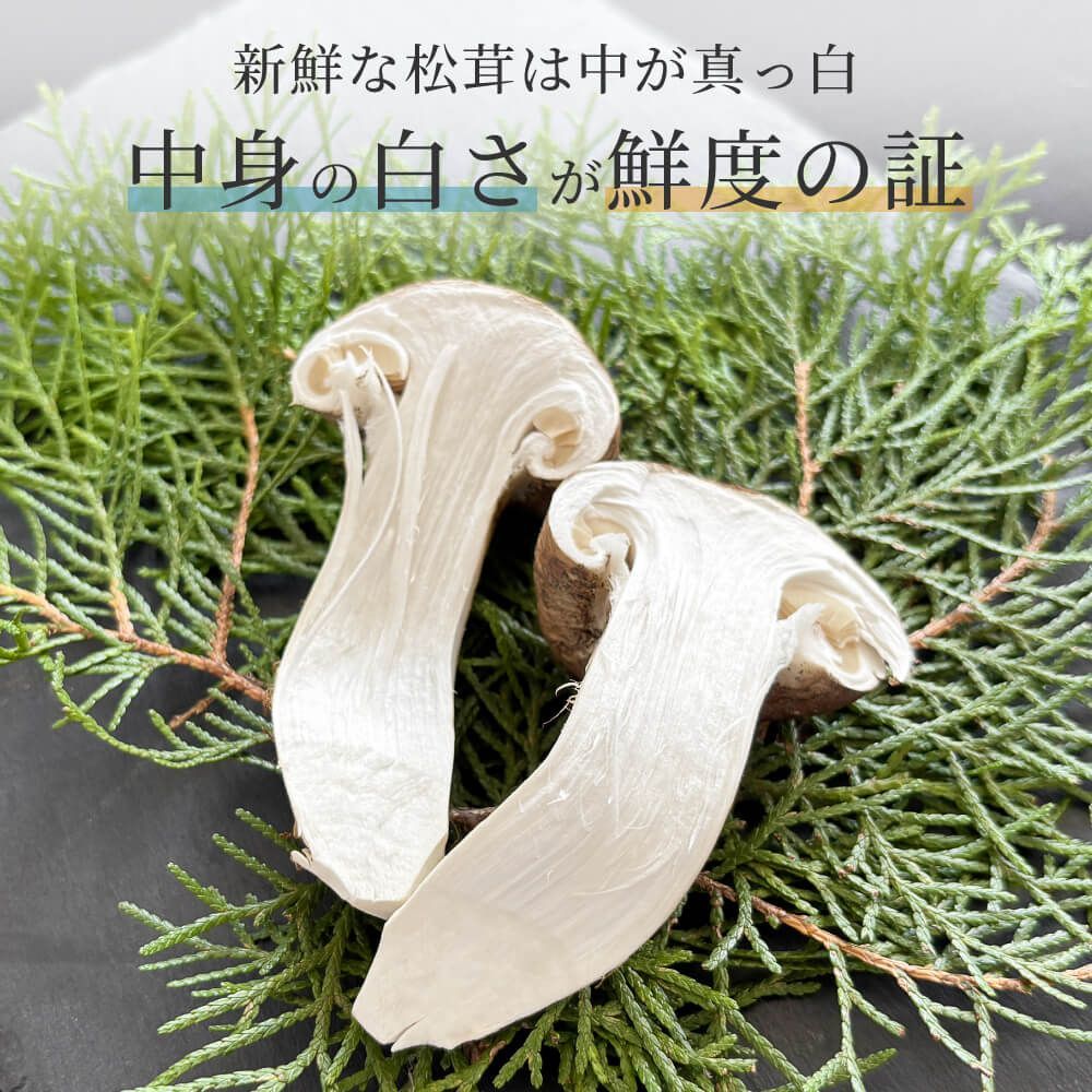フレッシュ松茸・宝もっちり 生松茸 開き 半開き ミックス 生鮮松茸 500g ホール フレッシュ