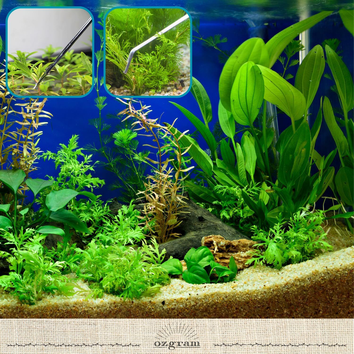 水槽と観葉植物のセット 【正規取扱店】 - 水生植物
