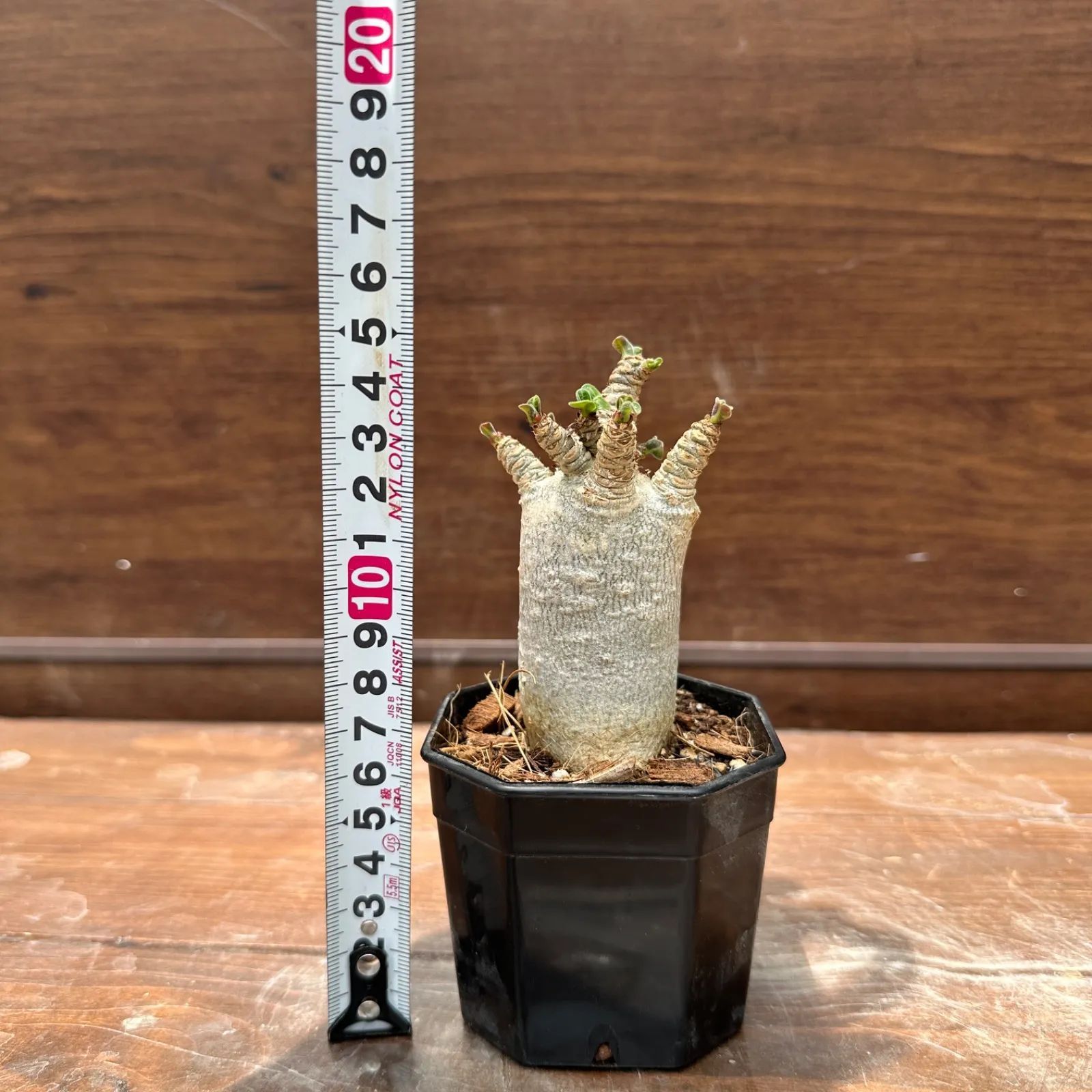 葉っぱ増殖中】⑥ アデニウム D.H.A 獅子葉 2.5号 現品 塊根植物 