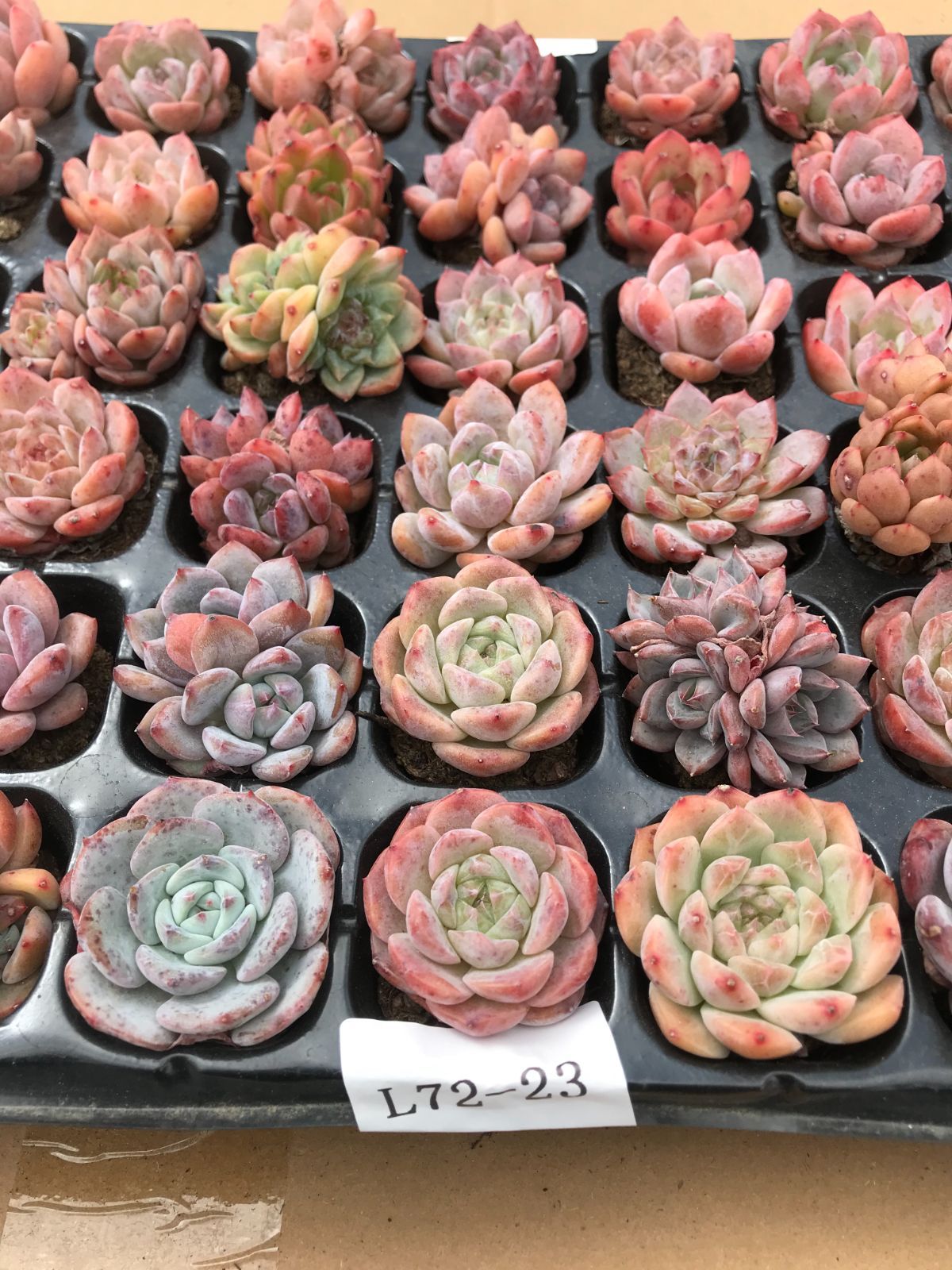 多種類 L72-22×72セット 詰め合わせ 多肉植物 エケベリア 韓国苗