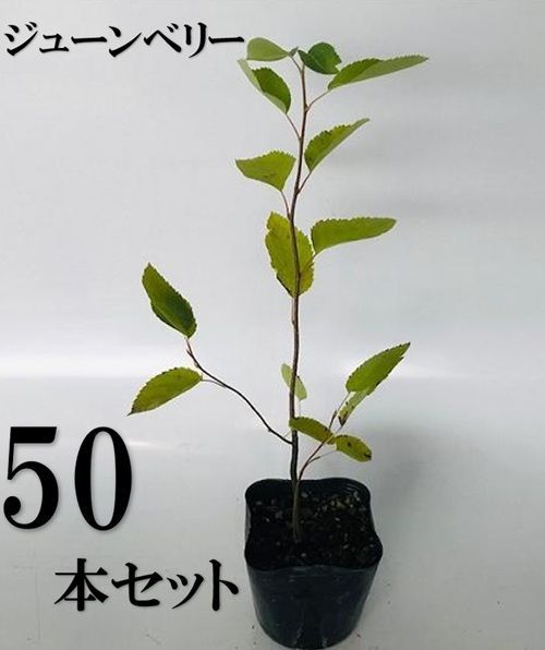 50本セット ジューンベリー樹高0.3m前後10.5cmポット