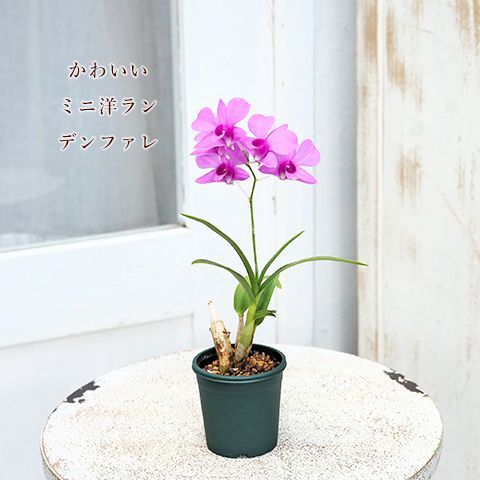 花苗 ミニ洋ラン デンファレ メリーファンタジー ピンク 2号