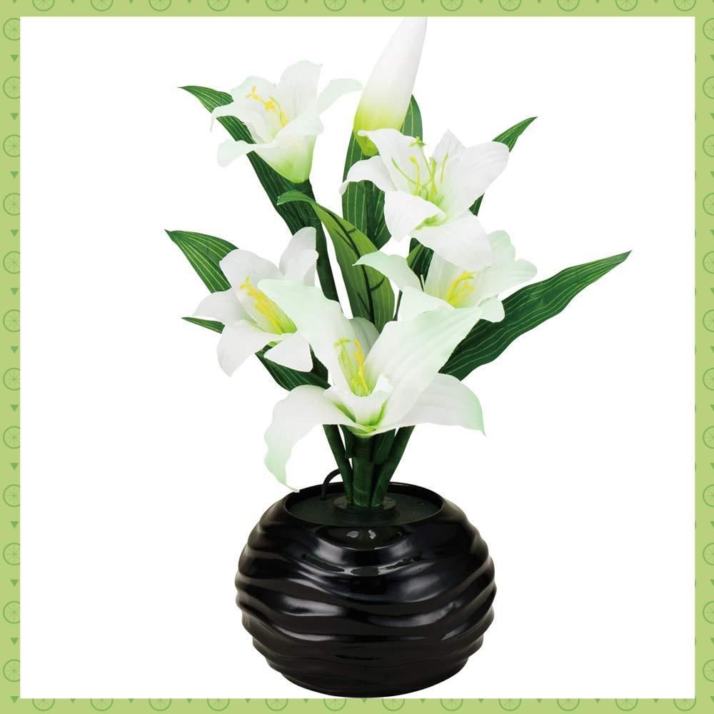 motto_kuma / MultiCam モットクマ マルチカム 夏の装い モットクマ