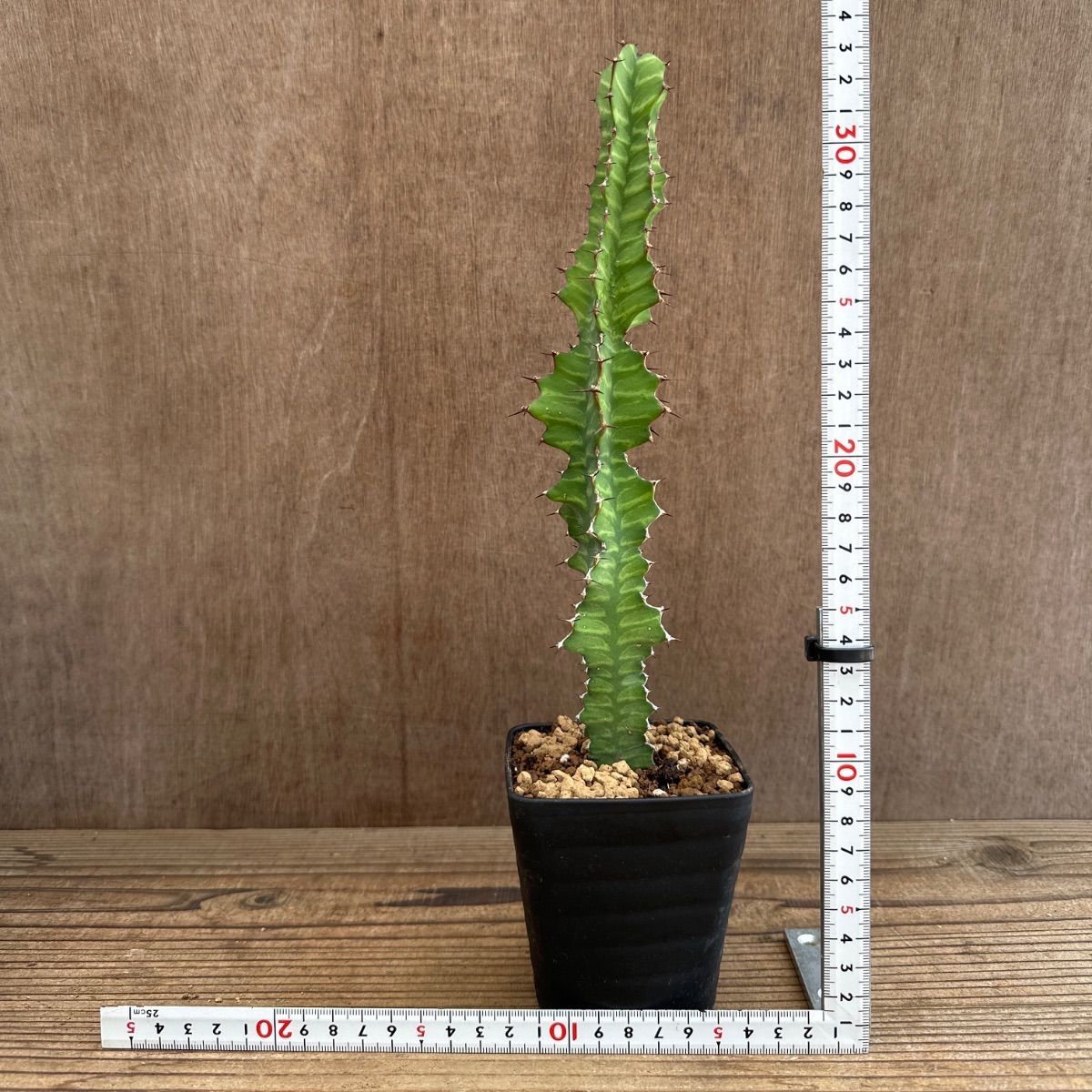 ユーフォルビア5種セット Euphorbia 現品 観葉植物 観葉 植物 珍奇