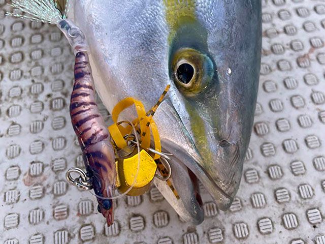 【新品未使用】エビネム　20g 6個 在庫限り】リトルジャック（LITTLE JACK） エビネム(EBINEM) 20g #06