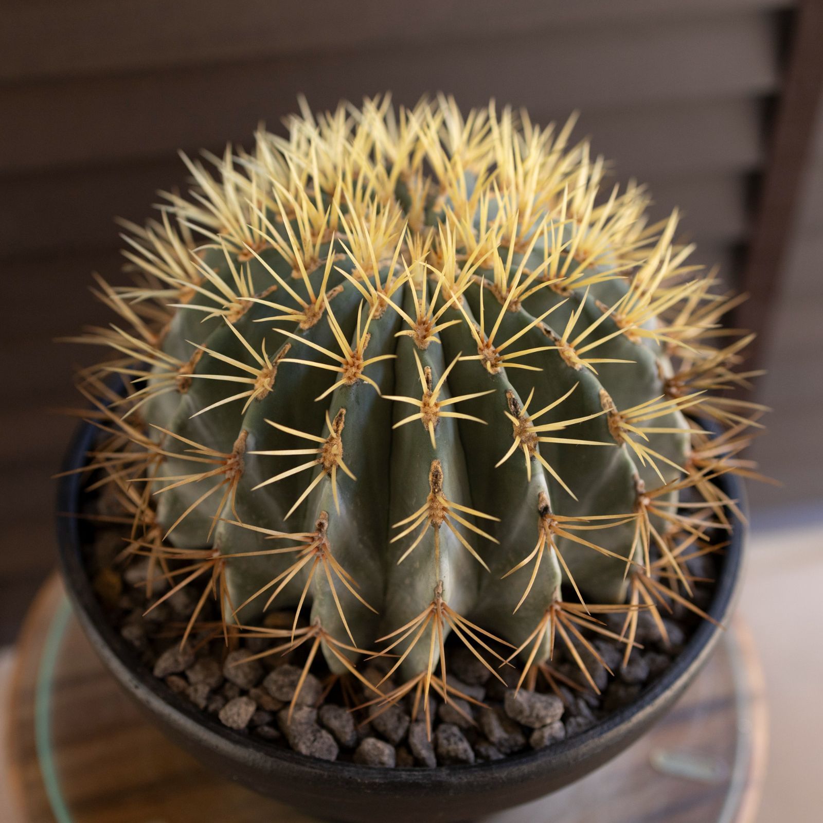 発根済】24cm 王冠竜 フェロカクタス ブルーバレルカクタス