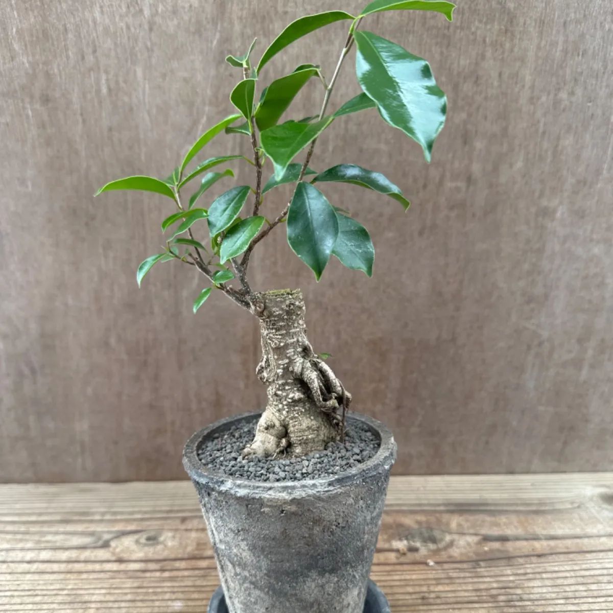 ガジュマル小 陶器鉢付 現品 Ficus microcarpa フィカス ミクロカルパ 多幸の木 幸せを呼ぶ木 観葉植物 観葉 植物 珍奇植物 ...