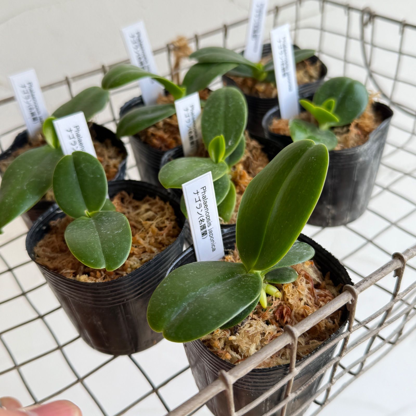 着生ラン】ナゴラン（名護蘭） 2.5号 水苔植え タグ付き - メルカリ