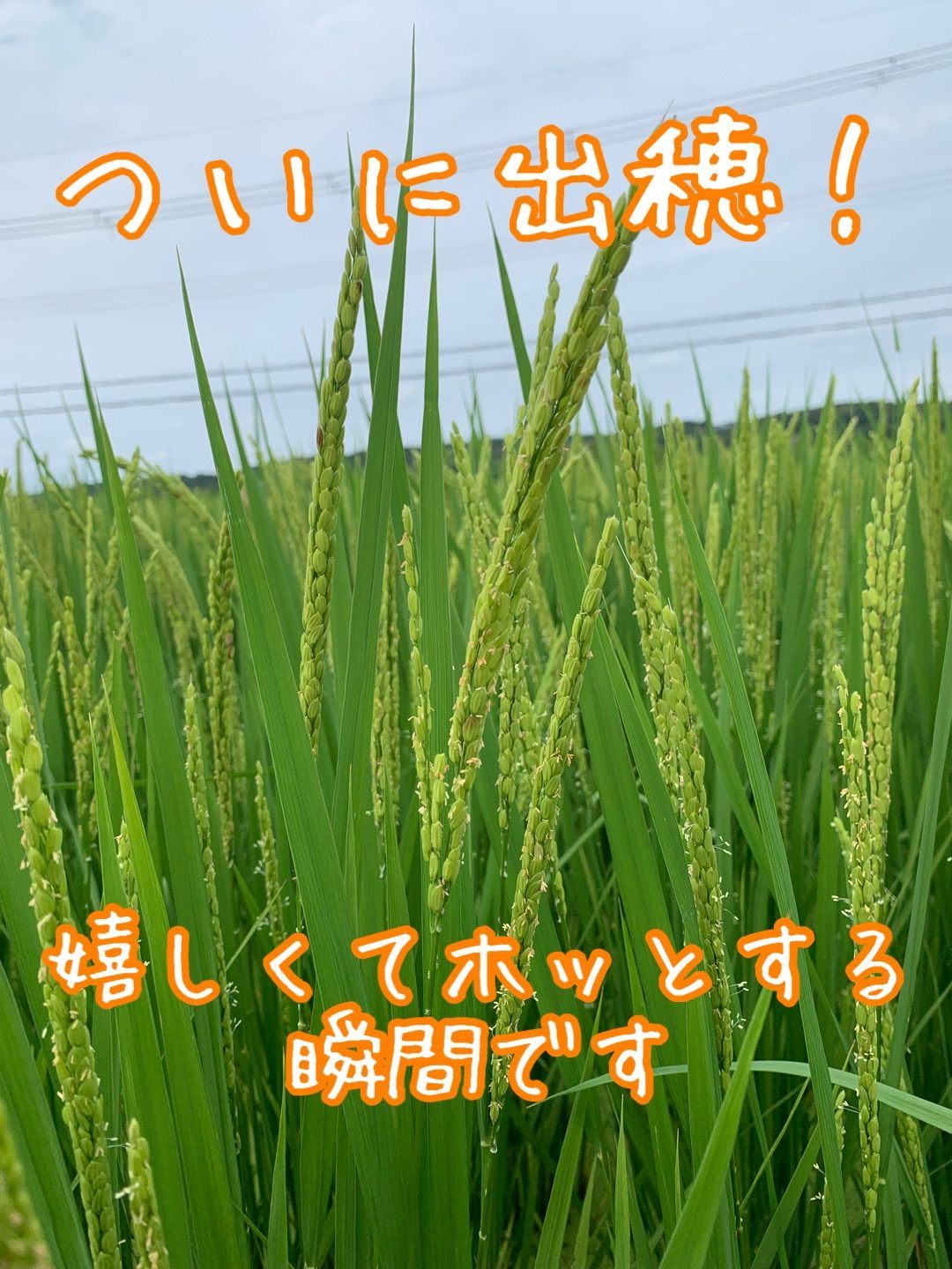 イセヒカリ】玄米5kg 新米 令和6年度兵庫県産 無農薬無施肥の