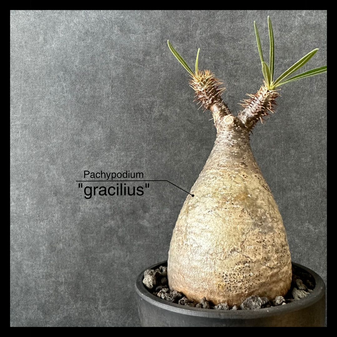 現地球・発根済S】パキポディウム グラキリス 鉢付き 塊根植物