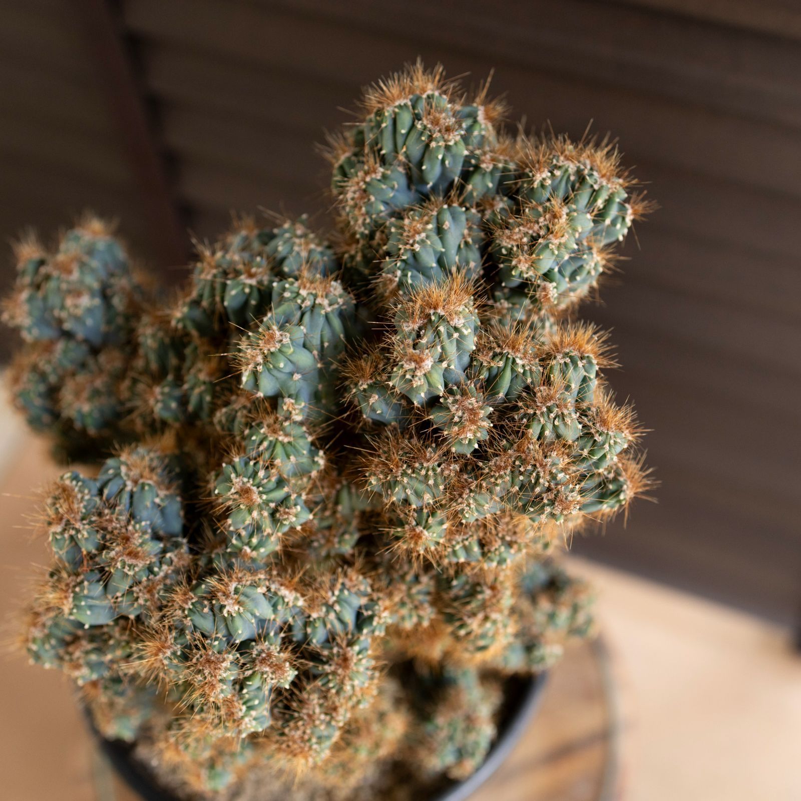 大株】金獅子 サボテン 綴化 群生 モンスト化 Cereus variabilis