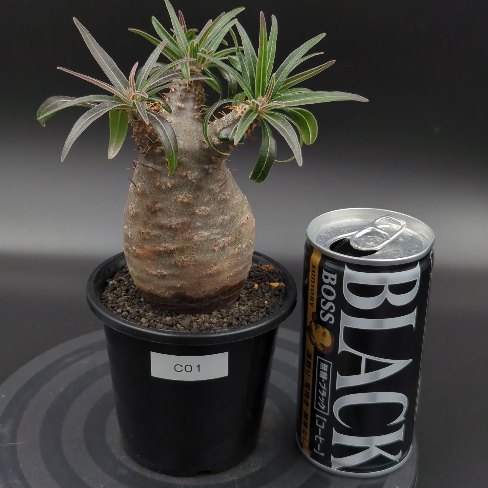 発根済】【現地球】パキポディウム グラキリス 手のりサイズ 世界 綺麗な虫