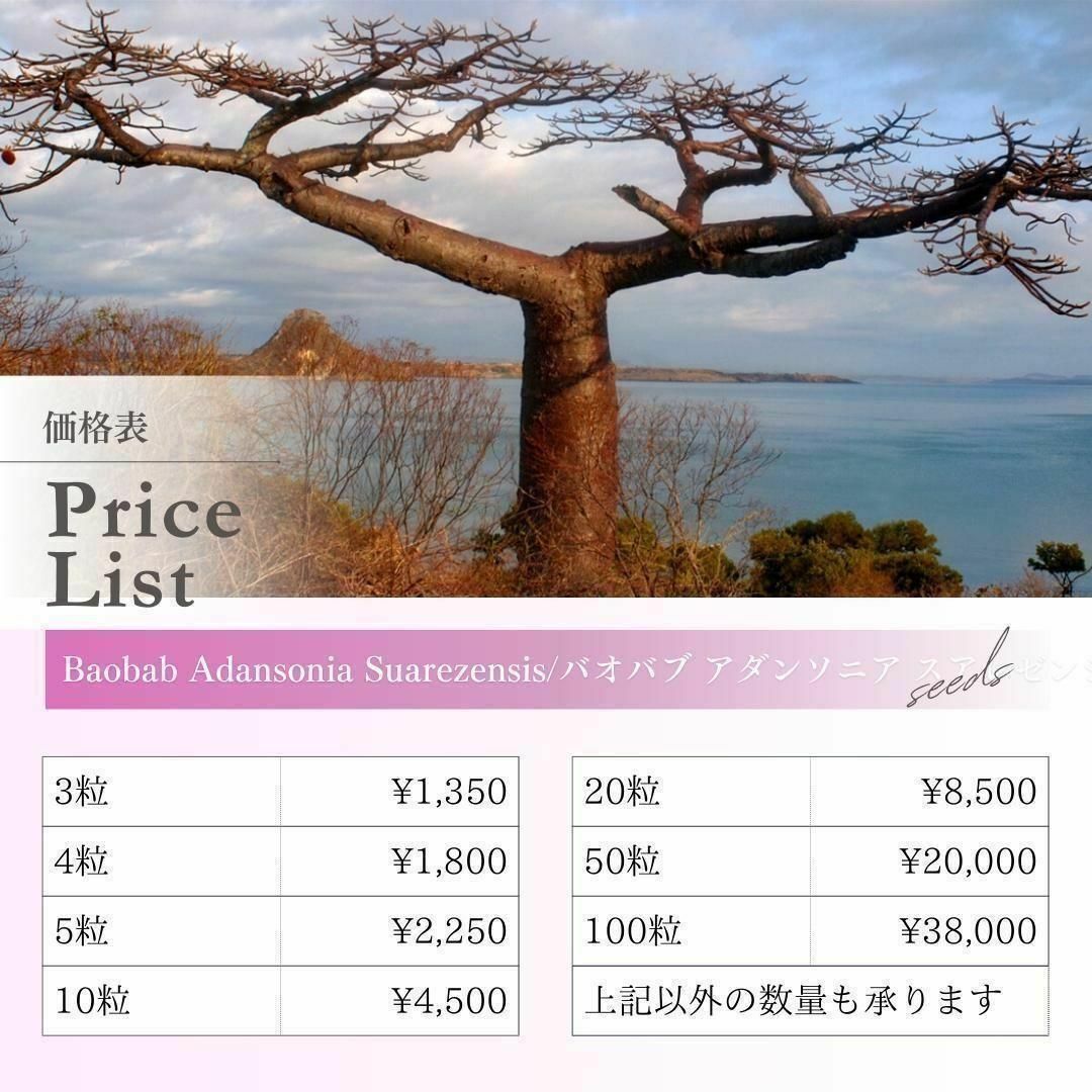 種子】バオバブ アダンソニア スアレゼンシス/セット割あり数量3粒から