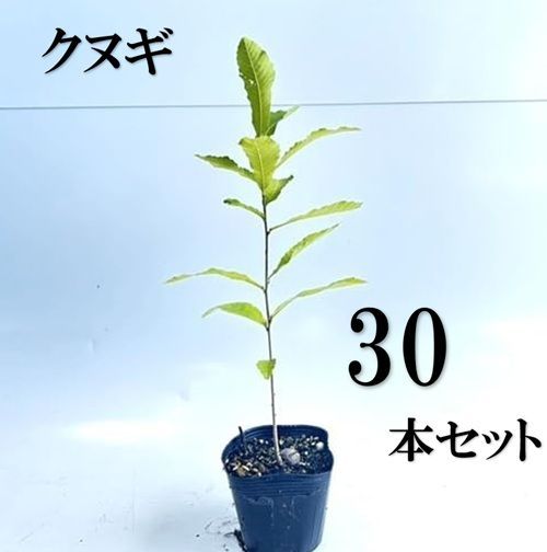 30本セット クヌギ樹高0.3m前後10.5cmポット