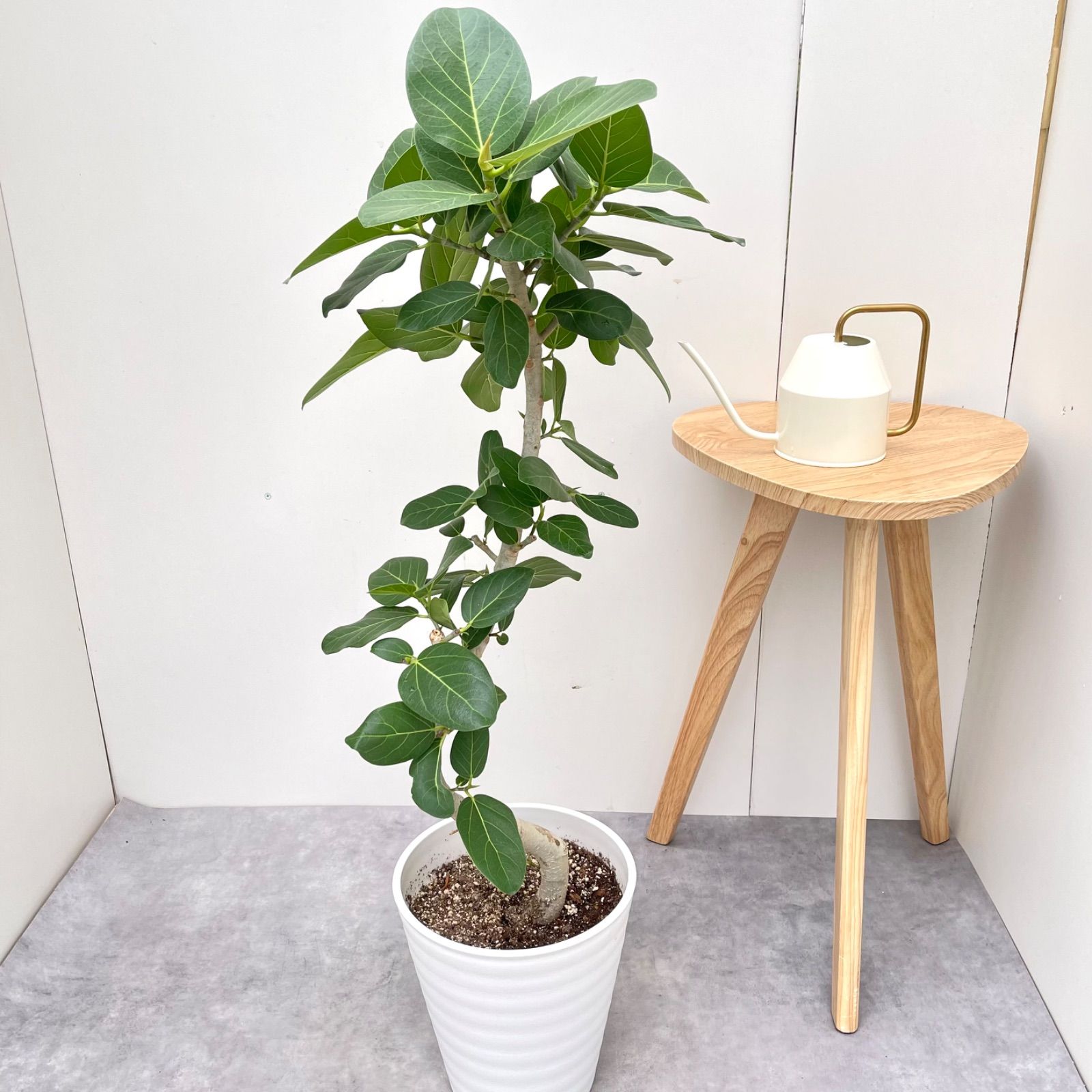 フィカス　ベンガレンシス　11番 フィカス ベンガレンシス 曲がり 11【現品】観葉植物 大型 室内