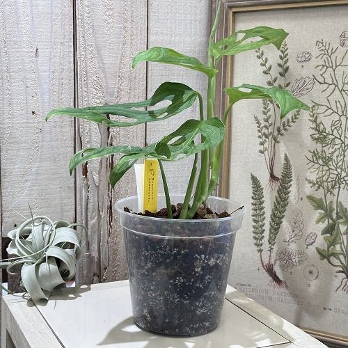 斑入りオリーブ苗 斑入りオリーブ 大苗