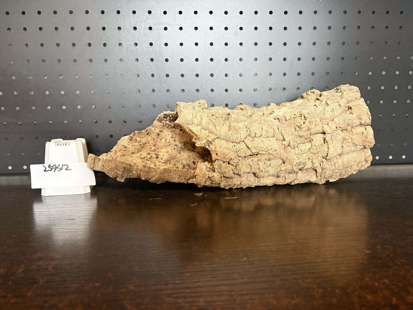 259S12 ポルトガル産 キャノンコルク コルク樹皮 コルク板 バージンコルク チランジア ビカクシダ 着生ラン 両生類 爬虫類