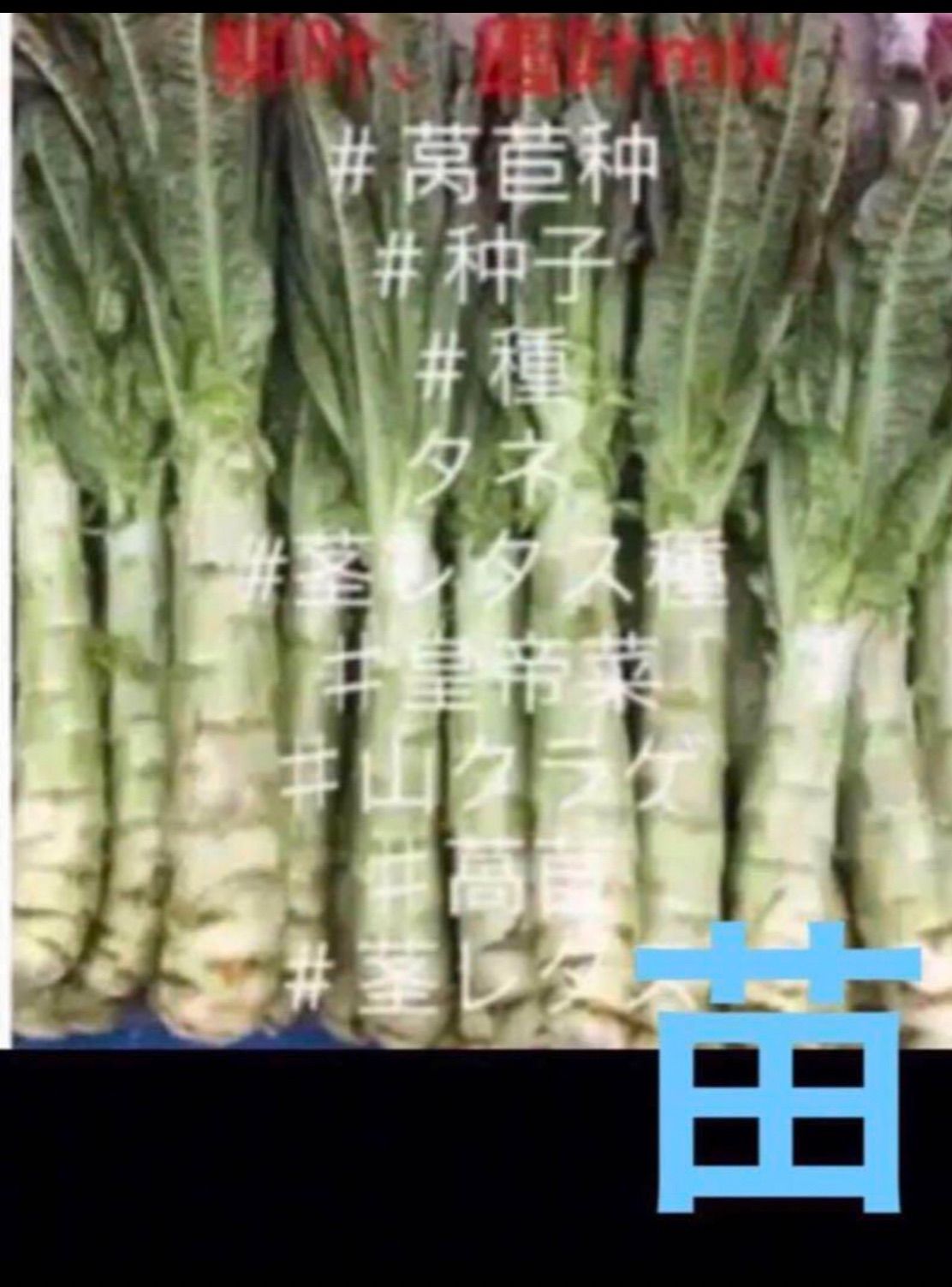 岐阜産 中国野菜 お試しくださいませ♪ 無消毒 化学肥料 除草剤 不使用 茎レタス 山くらげ チシャトウ ステムレタス 青 红 柳叶 圆叶 香莴笋 苗 10株 ¥1108円