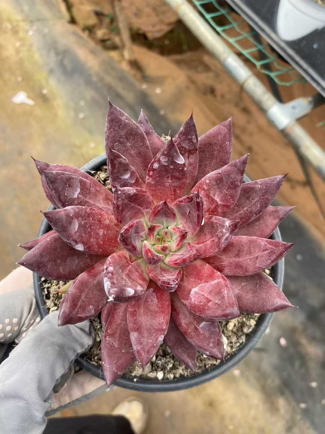 多肉植物 佐川急便発送