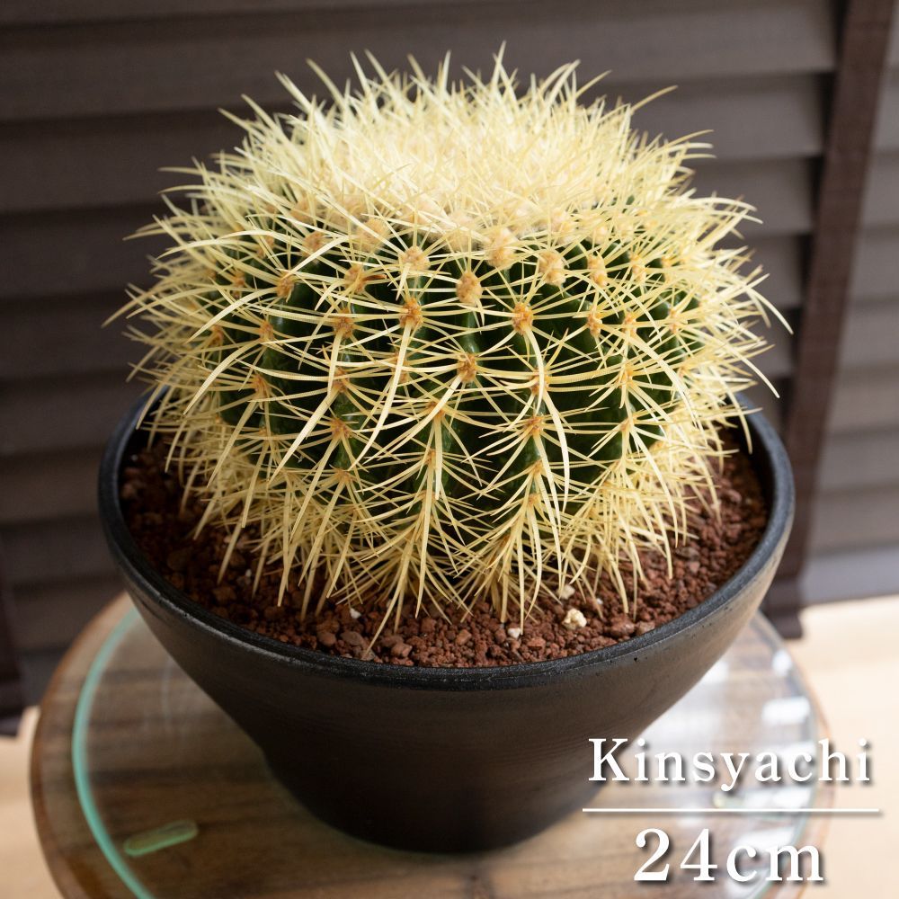 発根済 24cm 金鯱 サボテン 8号 ドライガーデン 金シャチ キンシャチ 陶器鉢 1025BK-2
