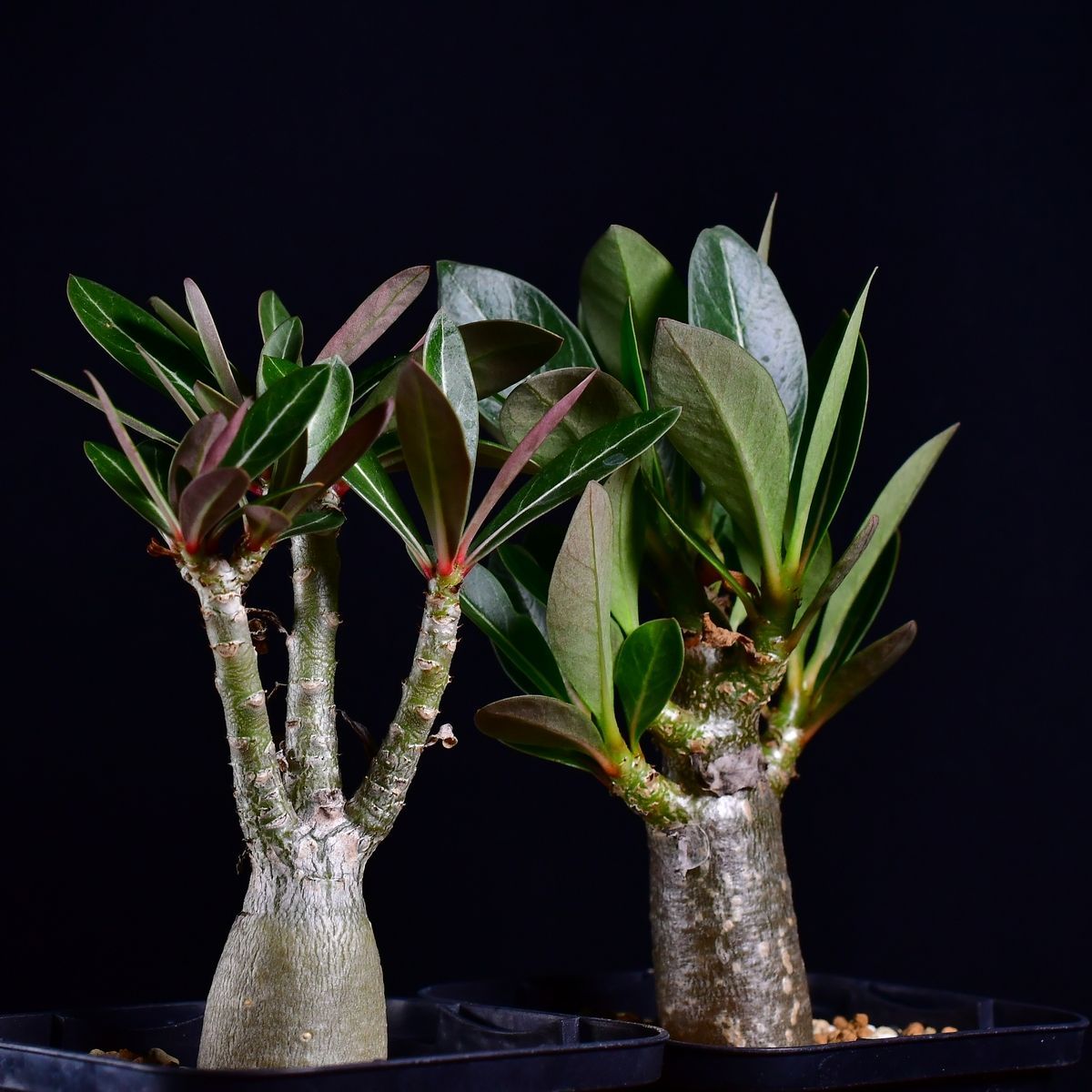 3W8 実生 2株セット アデニウム・ソマレンセ/タイ ソコトラナム