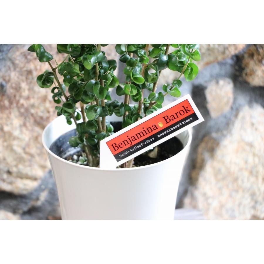 パキラ・ミルキーウェイ　実生　大苗　100センチ パキラ・ミルキーウェイ 実生 大苗 100センチ