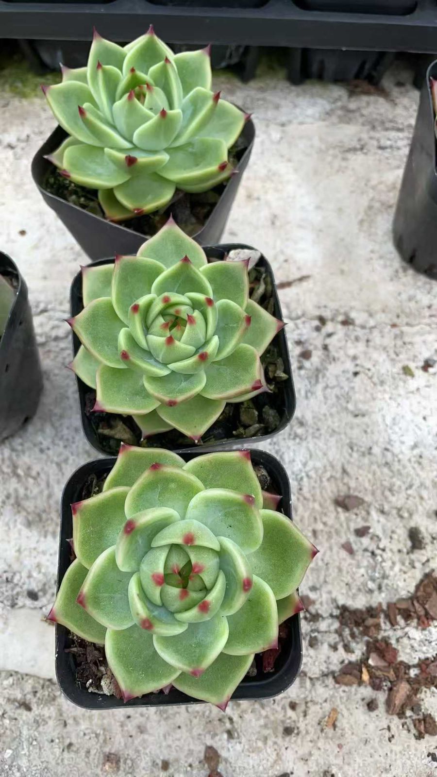 40株の抜き苗セット】ブルードラゴン 多肉植物 佐川急便発送