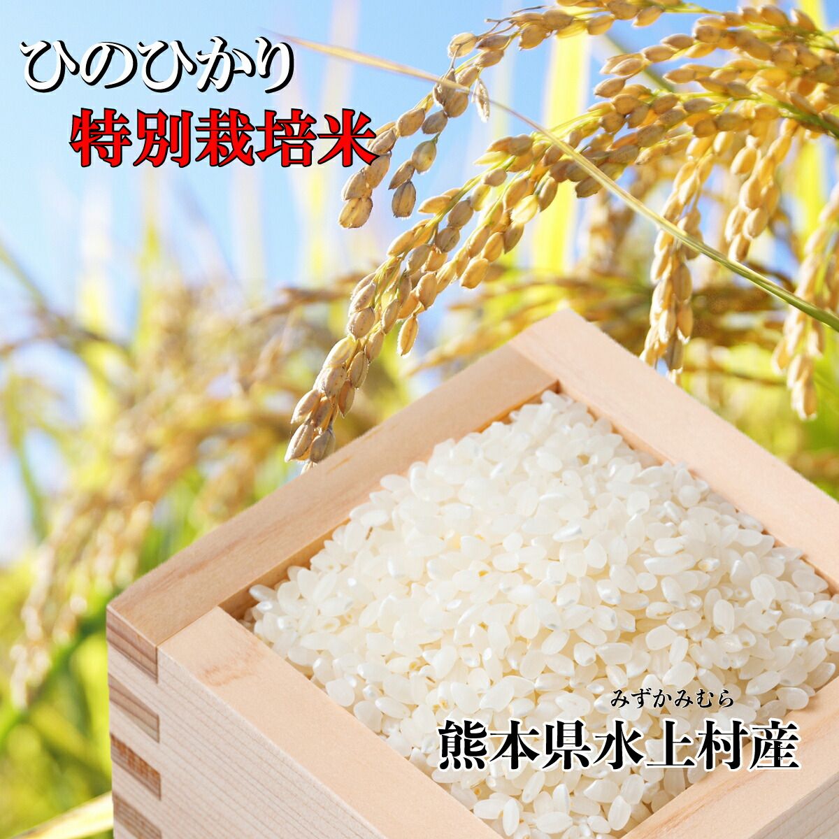 新米 令和6年産 熊本産 ひのひかり 玄米 30ｋｇ 寿司飯 チャーハン 業務用 内田さんのお米 玄米30ｋｇ 30キロ 30ｋｇ 当日精米 精米度が選べる ギフト 仕送り 御歳暮 お中元 誕生日 敬老の日 母の日