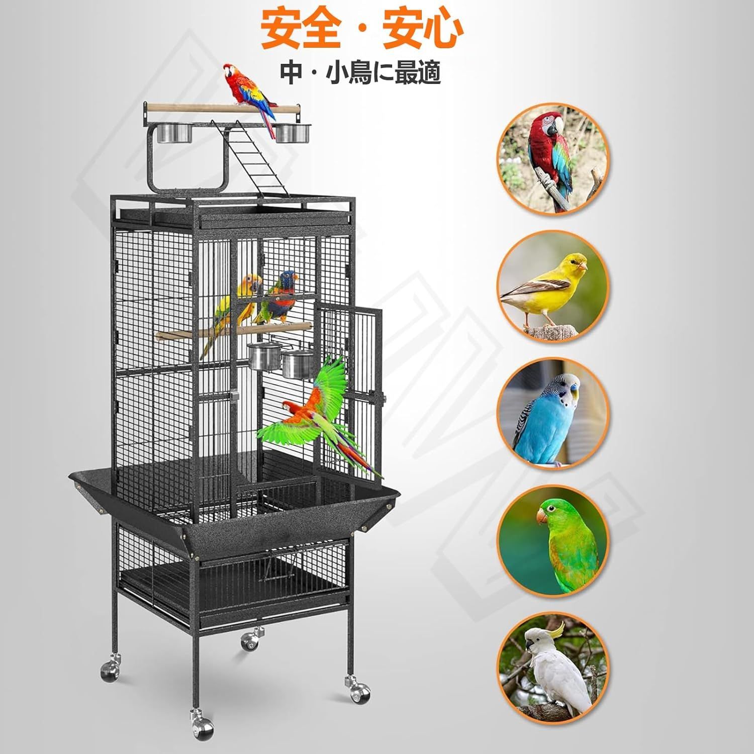 オウム ラブバードフィンチインコ