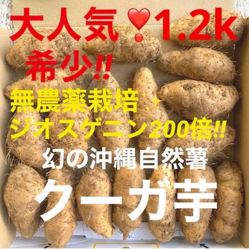 shop限定価格❗️大人気❣️希少❣️無農薬✨琉球自然薯クーガ芋✨1.2k