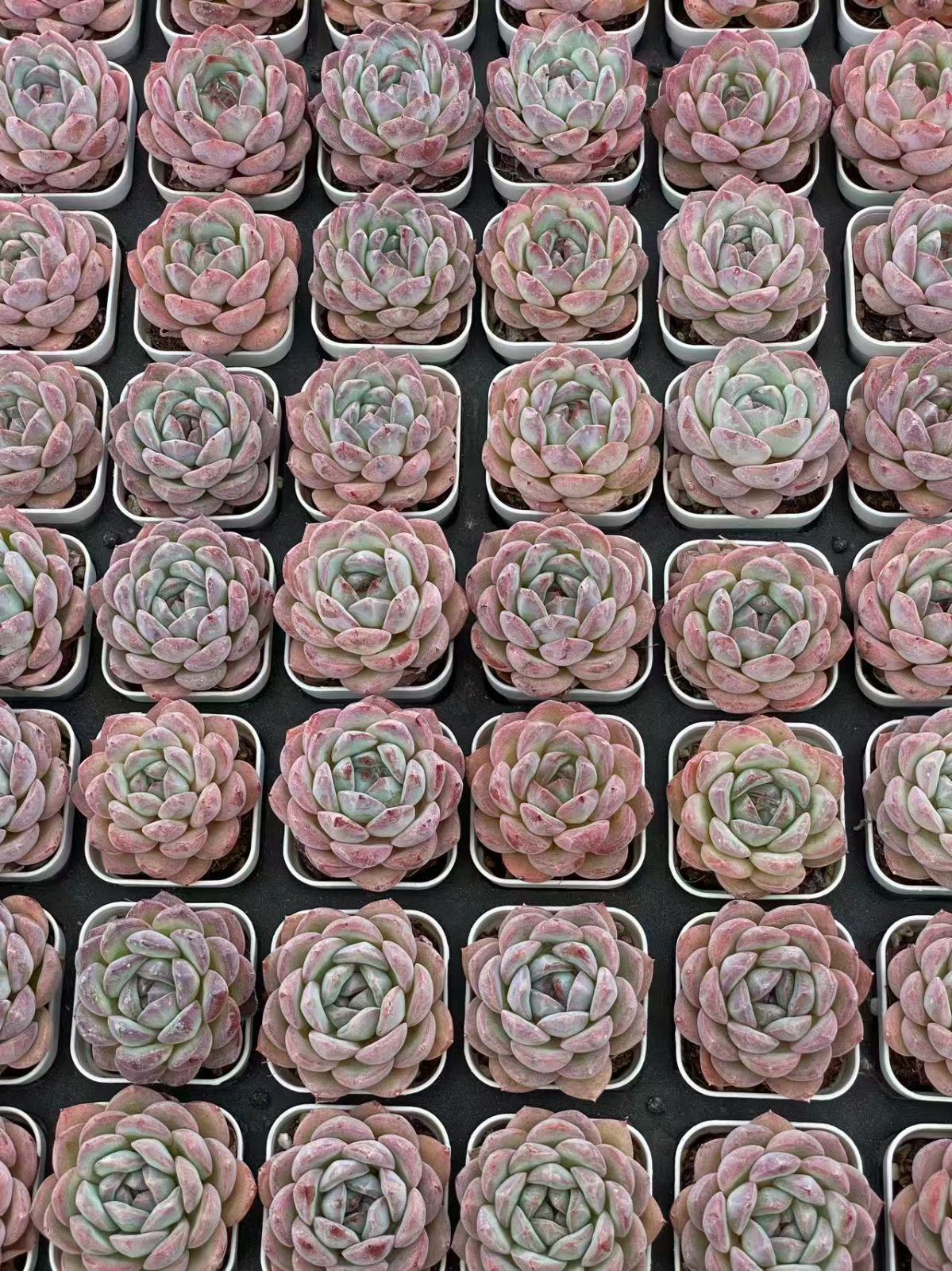 ＊美苗＊No.461 ❁アイススピリッツ❁ 抜き苗 多肉植物 寄せ植え 美苗＊No.461 ❁アイススピリッツ❁ 抜き苗 多肉植物 寄せ植え 美苗＊