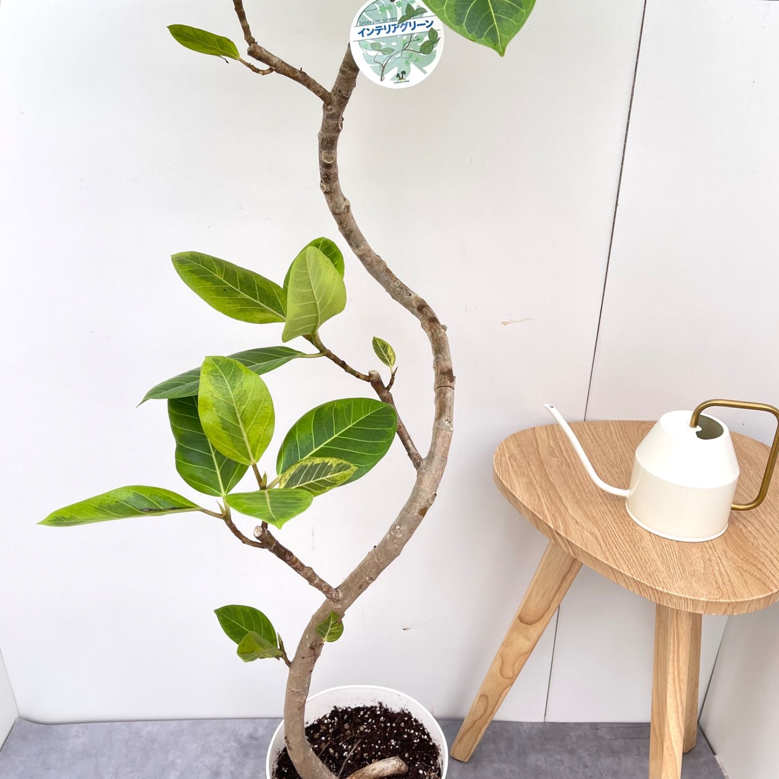 黒艶❗️フィカスバーガンディ⭐️朴タイプ⭐️3本立ち　観葉植物 黒艶❗️フィカスバーガンディ⭐️朴タイプ⭐️3本立ち 観葉植物