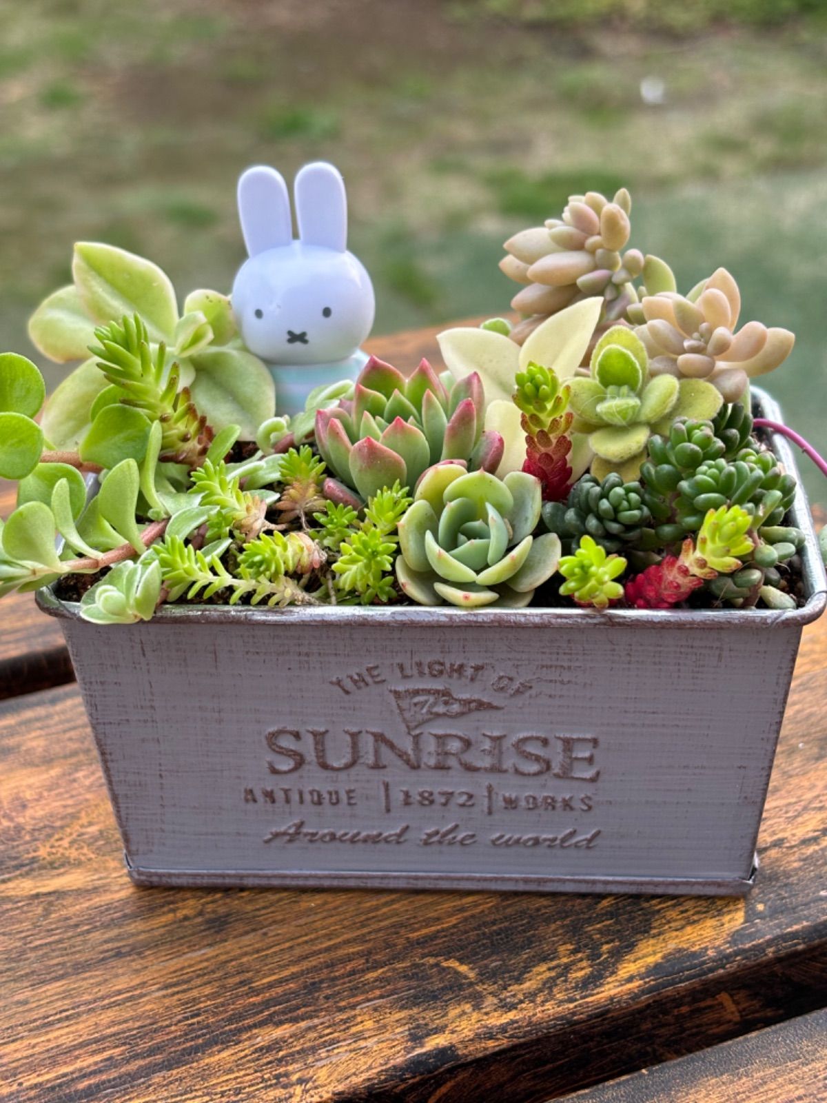 ☆5/15水〜19日曜日まで！セール中！！☆限定品☆多肉植物＊七福神入り 