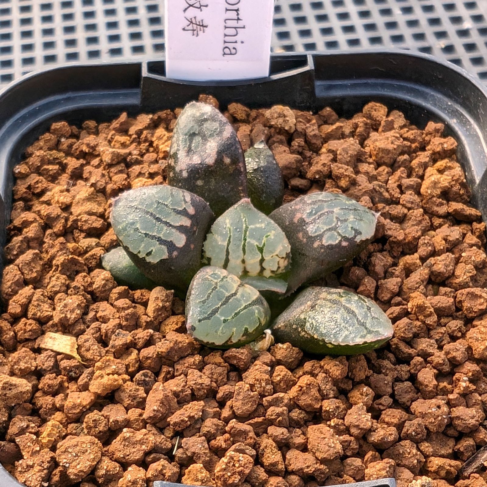 唐草紋寿 園芸ネット本店｜ハオルチア：M×P×唐草紋寿 実生株 2.5号スクエア鉢 の