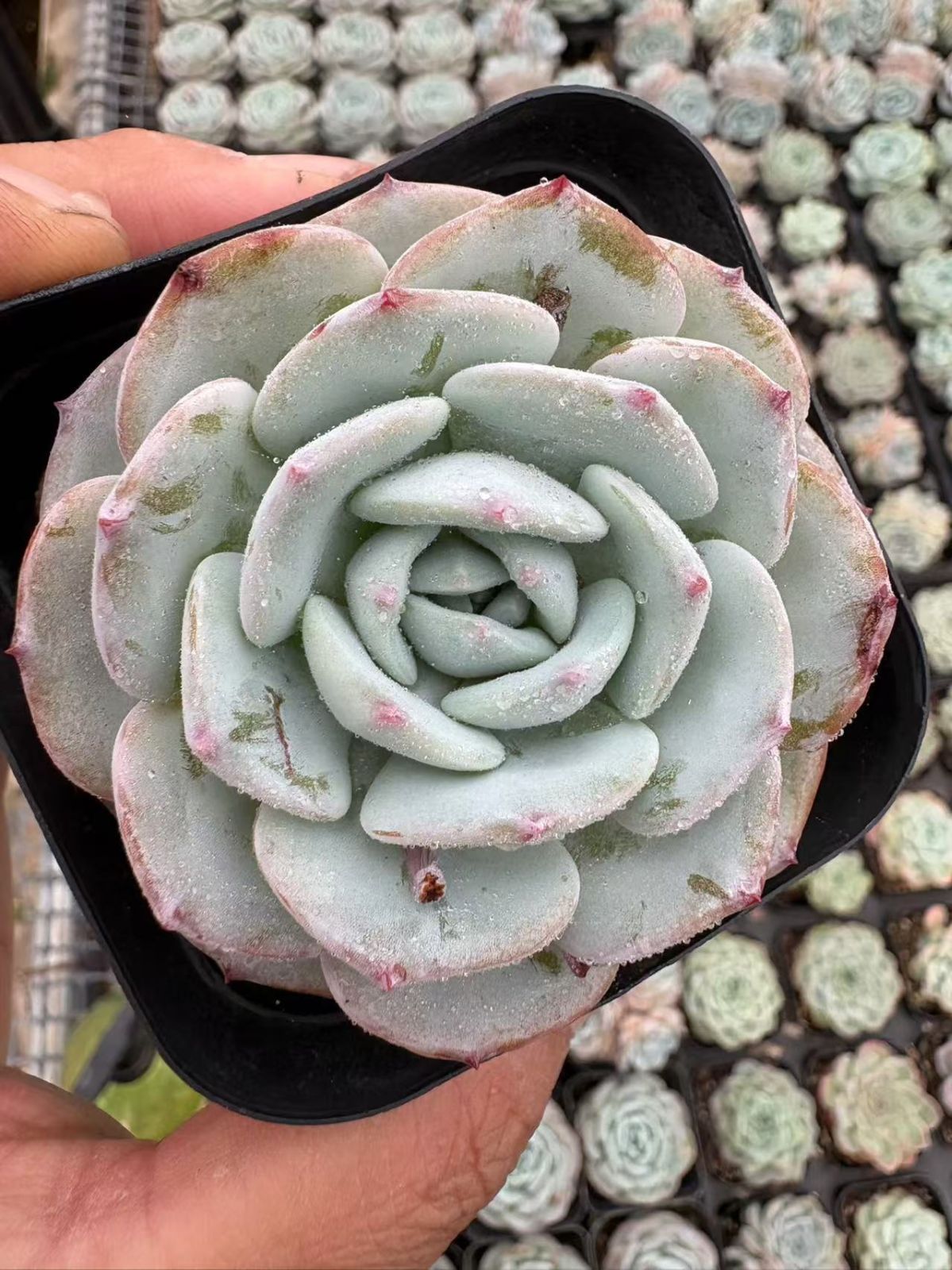 70株の抜き苗セット】ホワイト蓮 多肉植物 佐川急便発送